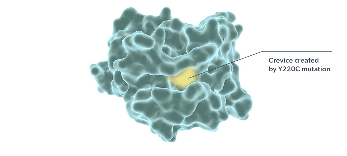 crevice created by Y220C mutation graphic