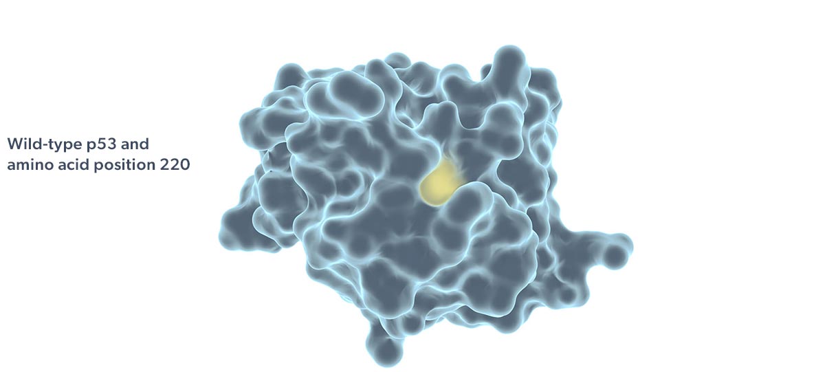 wild-type p53 and amino acid position 220 graphic